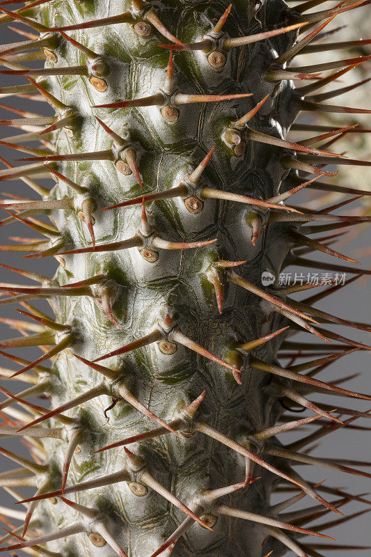 Pachypodium lamerei马达加斯加棕榈